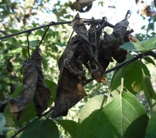 Bacterial pear blight