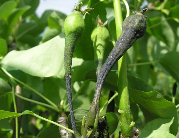 Bacterial pear blight