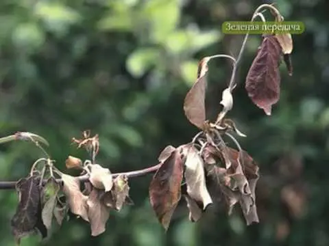 Bacterial pear blight