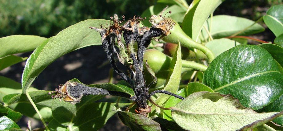 Bacterial pear blight