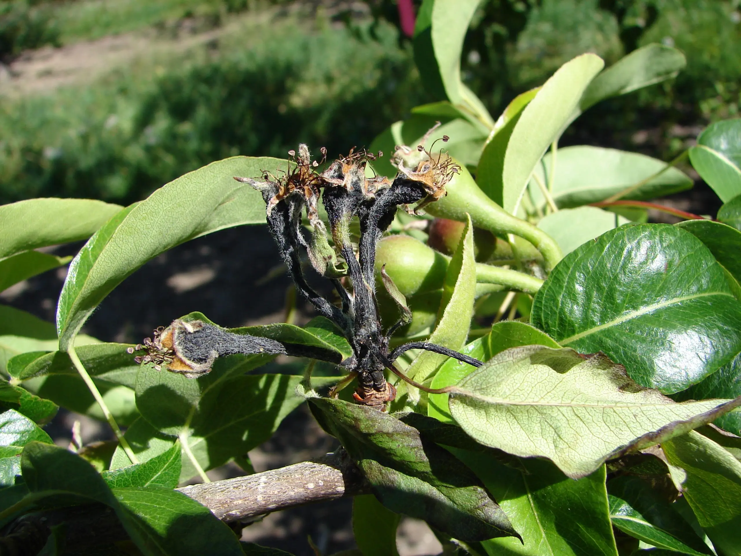 Bacterial pear blight