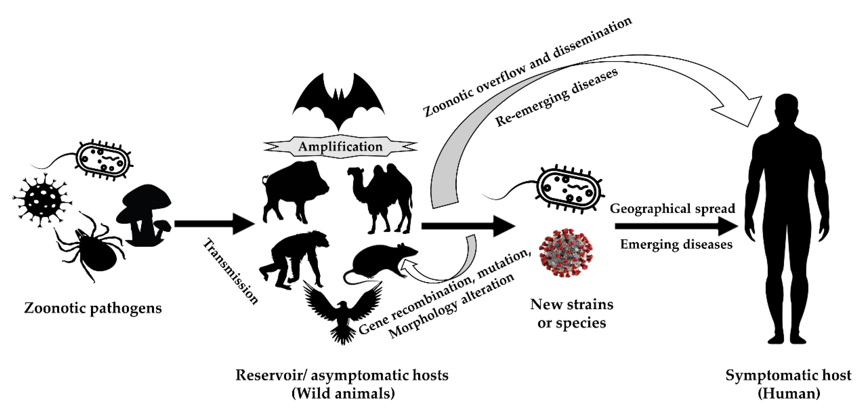 bacterial-zoonoses-cat-scratch-disease-brucellosis-leptospirosis