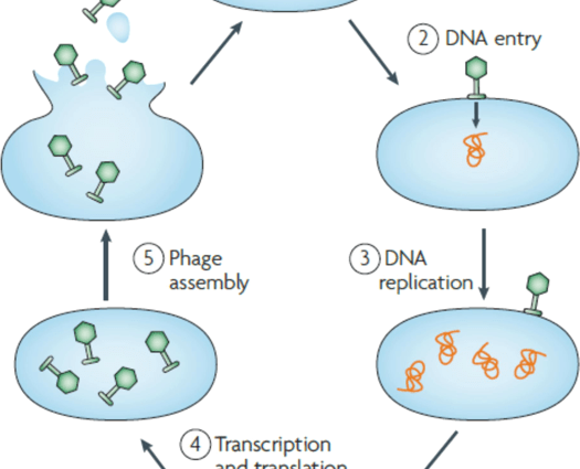 Bacteriophage &#8211; threats, impact on health. Bacteriophage and phage therapy