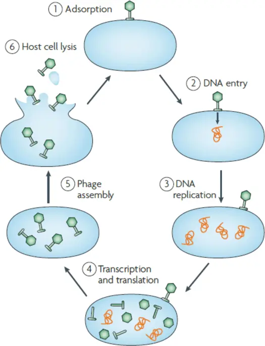 Bacteriophage &#8211; threats, impact on health. Bacteriophage and phage therapy