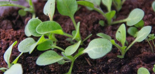 Bad seedlings of petunia: why it does not sprout and what to do