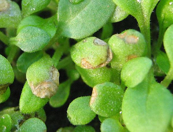 Bad seedlings of petunia: why it does not sprout and what to do