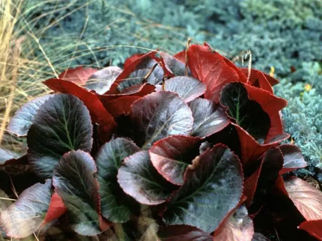 Badan Bressingham (Bressingham): varieties Salmon (Salmon), Ruby (Ruby), White (White)