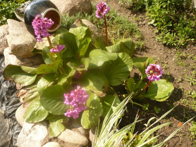 Badan Eroica (Eroica): description of the hybrid variety, photo in the landscape