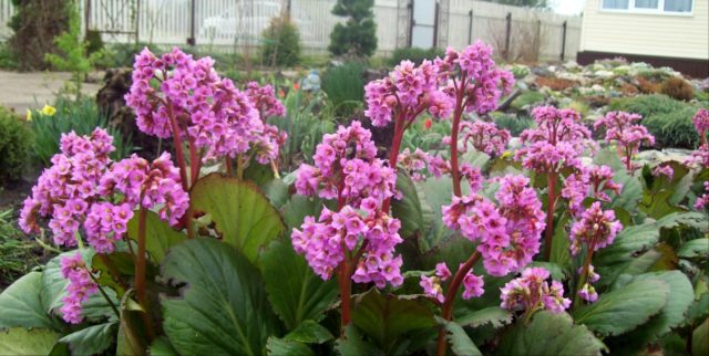 Badan flower: planting in the open field, spring care, how it blooms and photo