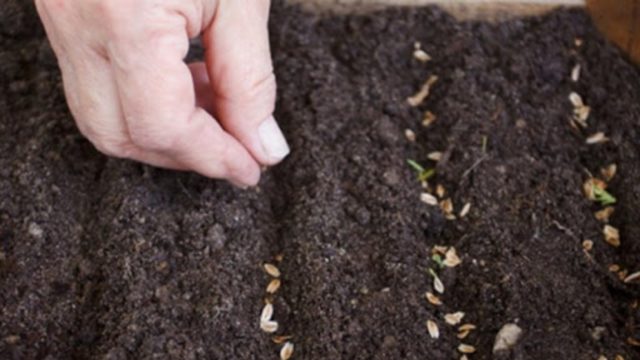 Badan flower: planting in the open field, spring care, how it blooms and photo