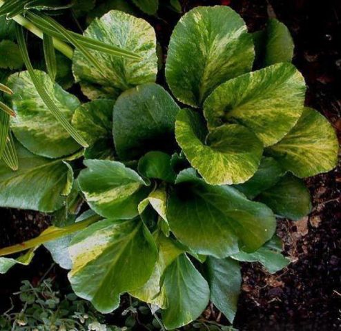 Badan Galina Serova (Galina Serova): description of the hybrid variety with photos and reviews