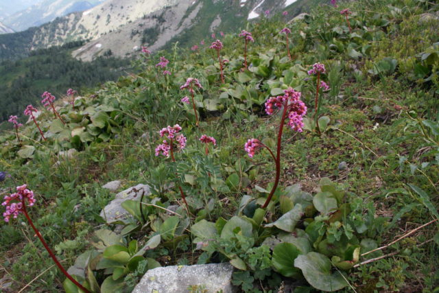 Badan: photo of flowers in landscape design on the site