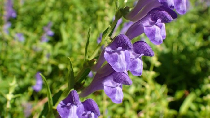 Baikal skullcap &#8211; origin, action, use