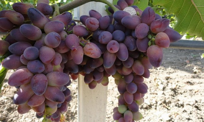 Baikonur grapes: history, appearance, commercial and taste qualities of fruits + features of planting and growing and photos