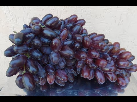 Baikonur grapes: history, appearance, commercial and taste qualities of fruits + features of planting and growing and photos