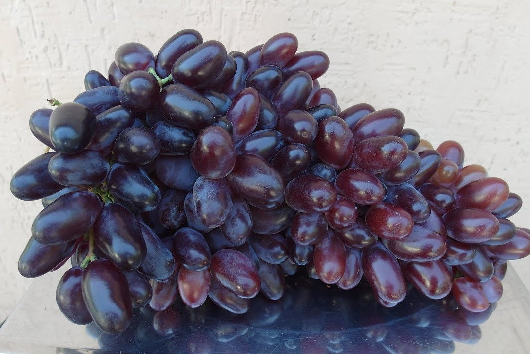 Baikonur grapes: history, appearance, commercial and taste qualities of fruits + features of planting and growing and photos