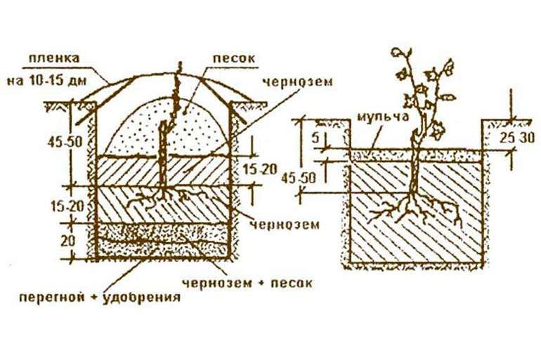 Baikonur grapes: history, appearance, commercial and taste qualities of fruits + features of planting and growing and photos