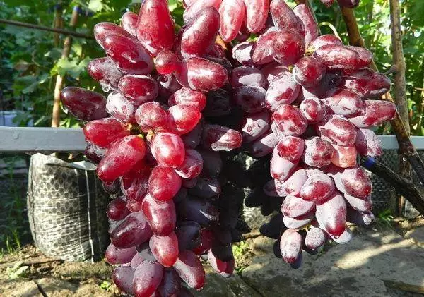 Baikonur grapes: history, appearance, commercial and taste qualities of fruits + features of planting and growing and photos