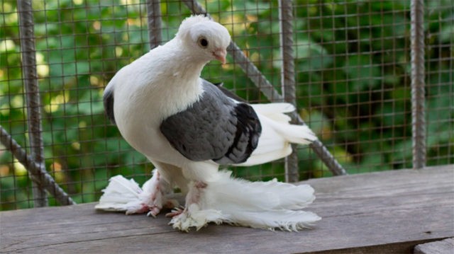 Baku war pigeons: varieties, photos and videos