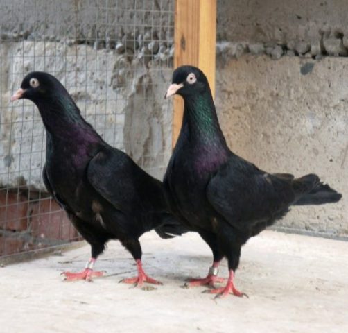 Baku war pigeons: varieties, photos and videos