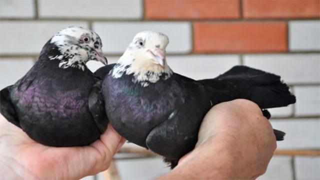 Baku war pigeons: varieties, photos and videos