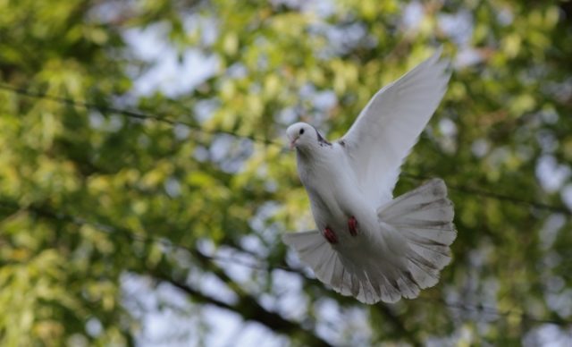 Baku war pigeons: varieties, photos and videos