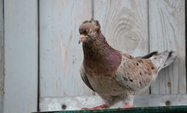 Baku war pigeons: varieties, photos and videos