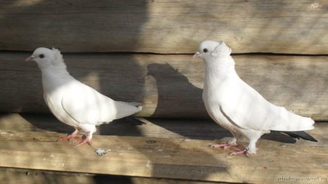 Baku war pigeons: varieties, photos and videos