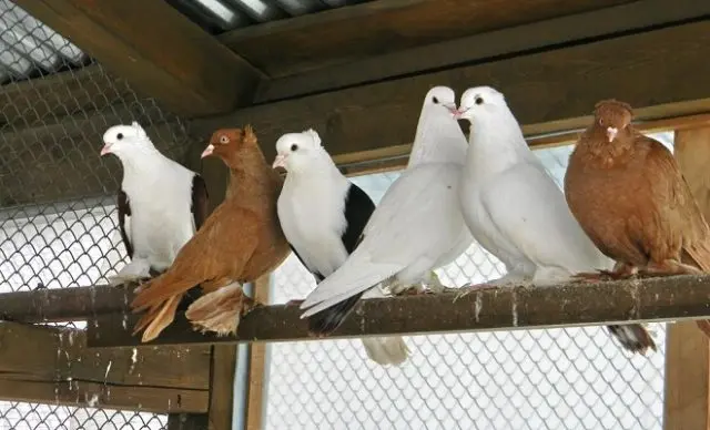 Baku war pigeons: varieties, photos and videos