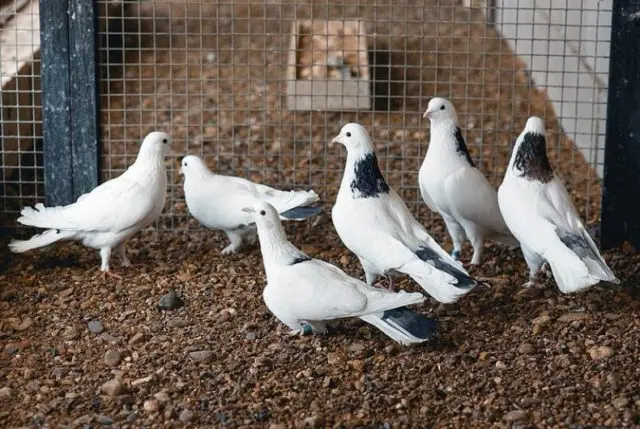 Baku war pigeons: varieties, photos and videos