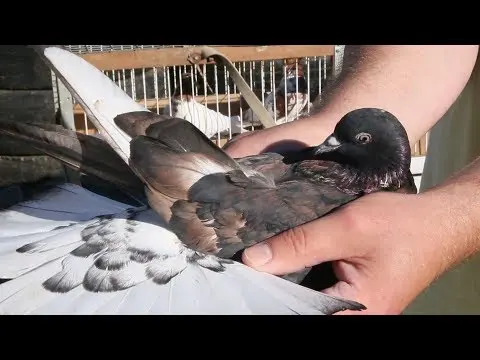 Baku war pigeons: varieties, photos and videos