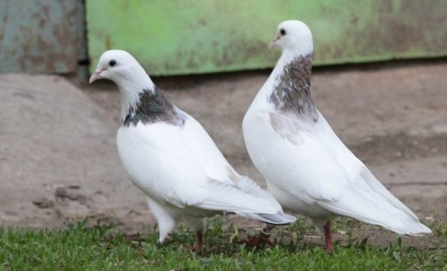 Baku war pigeons: varieties, photos and videos