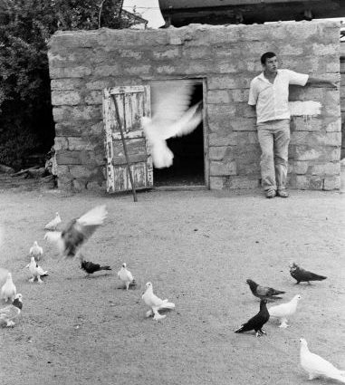 Baku war pigeons: varieties, photos and videos