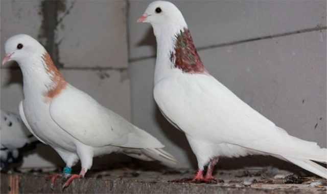 Baku war pigeons: varieties, photos and videos