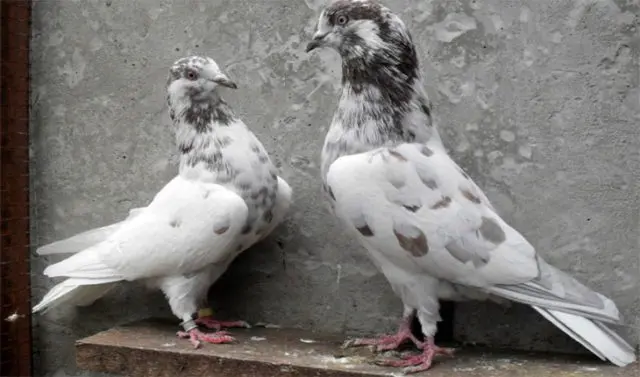 Baku war pigeons: varieties, photos and videos