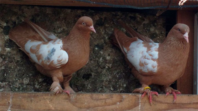 Baku war pigeons: varieties, photos and videos