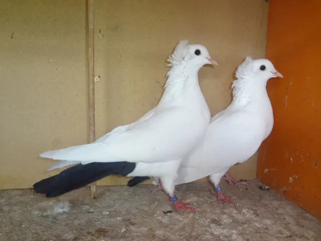 Baku war pigeons: varieties, photos and videos