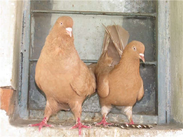 Baku war pigeons: varieties, photos and videos