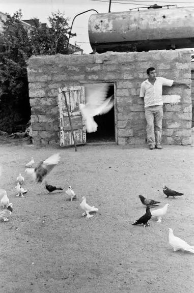 Baku war pigeons: varieties, photos and videos