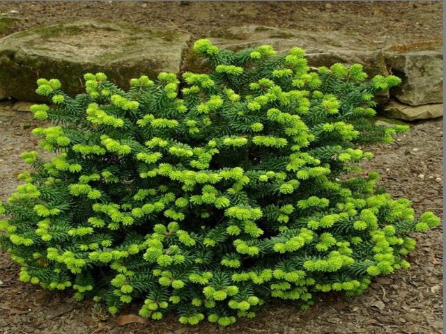 Balsam Fir Brilliant: planting and care