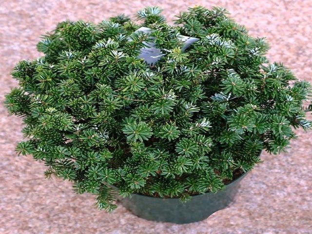 Balsam Fir Brilliant: planting and care