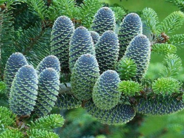 Balsam Fir Brilliant: planting and care