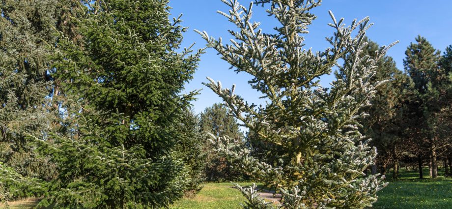 Balsam Fir Brilliant: planting and care