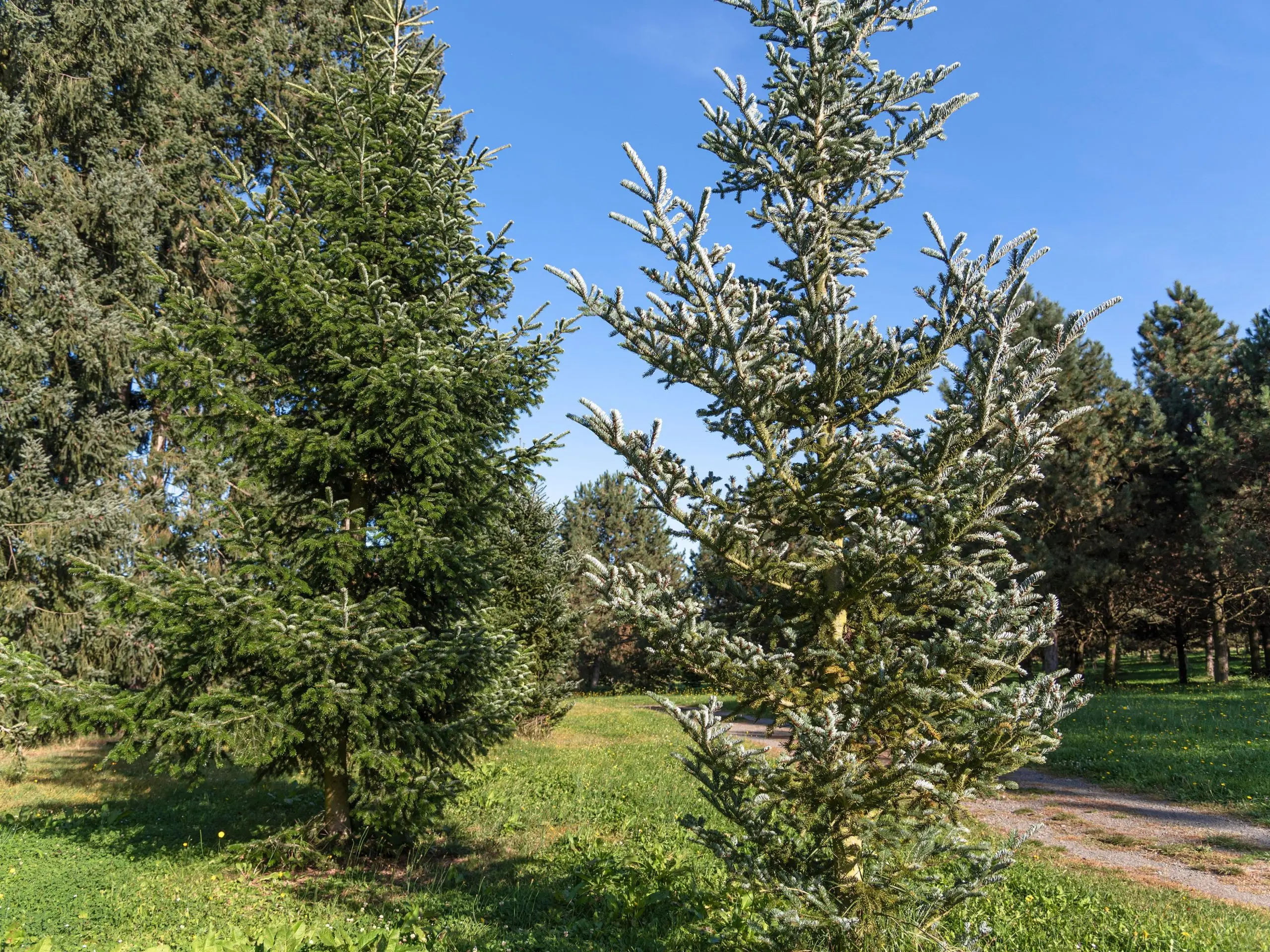 Balsam Fir Brilliant: planting and care