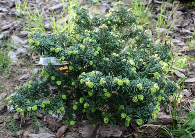 Balsam Fir Nana