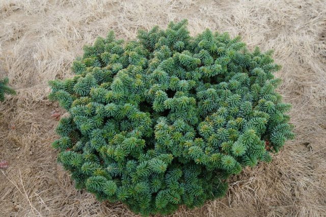 Balsam Fir Nana