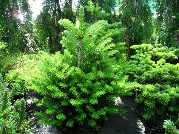 Balsam fir: photo and description