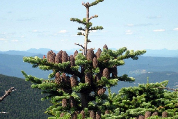 Balsam fir: photo and description