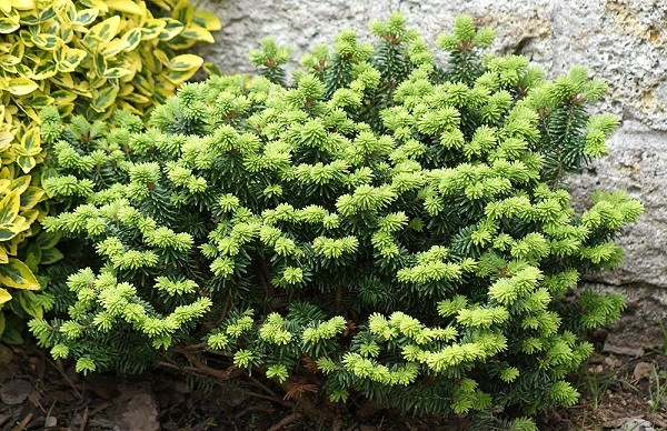 Balsam fir: photo and description