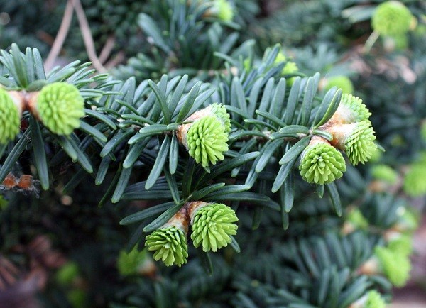 Balsam fir: photo and description